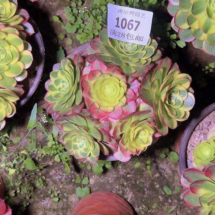 1067奶白多肉植物
