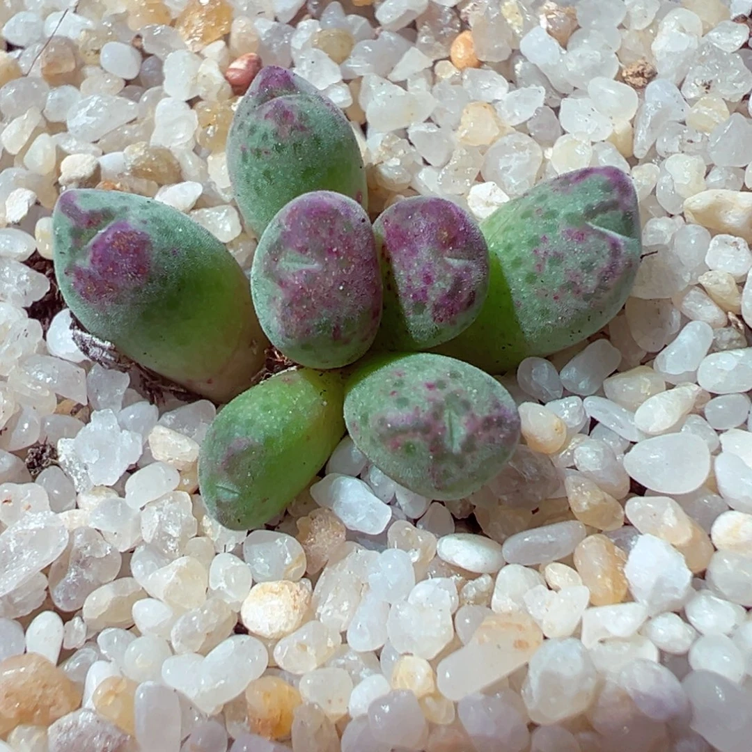 1029-790多肉多肉sb632