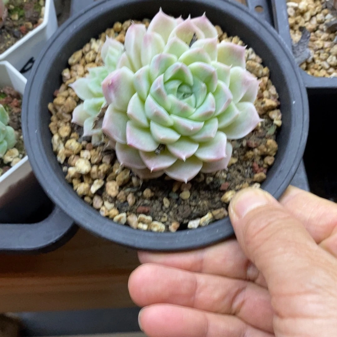 精品多肉一物一拍不包整179
