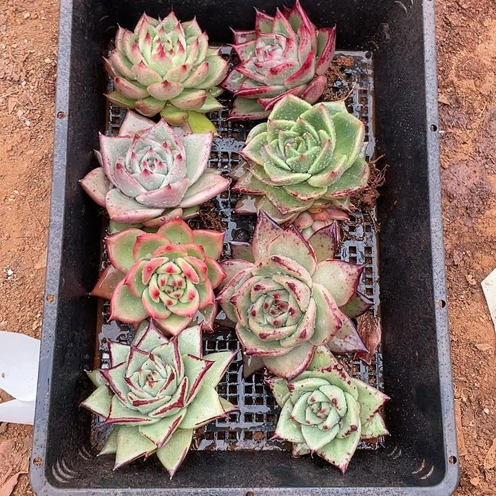 若如东云单拍A266