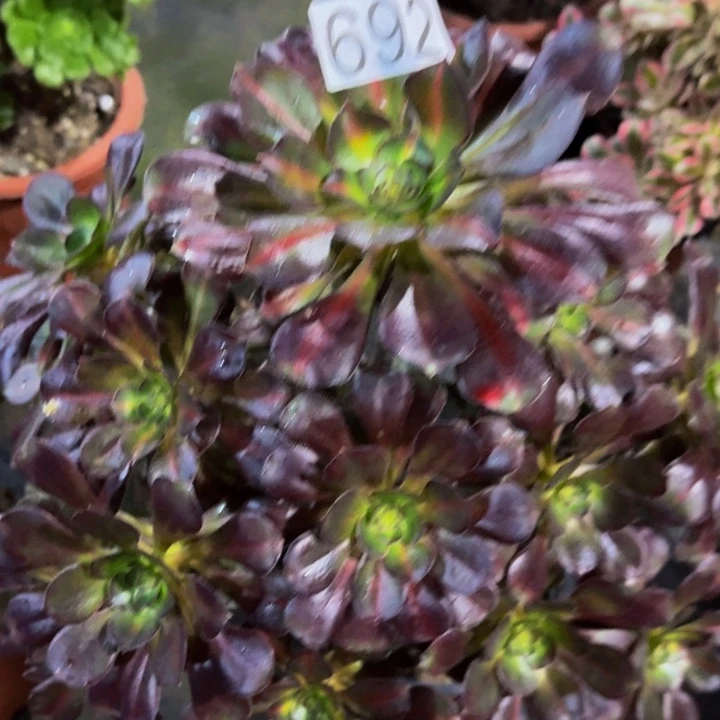 00000000000692晚霞