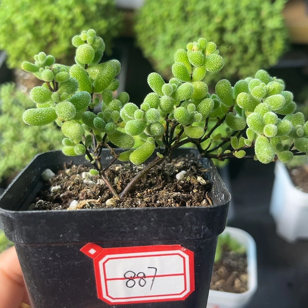 887翡翠（28包邮）。