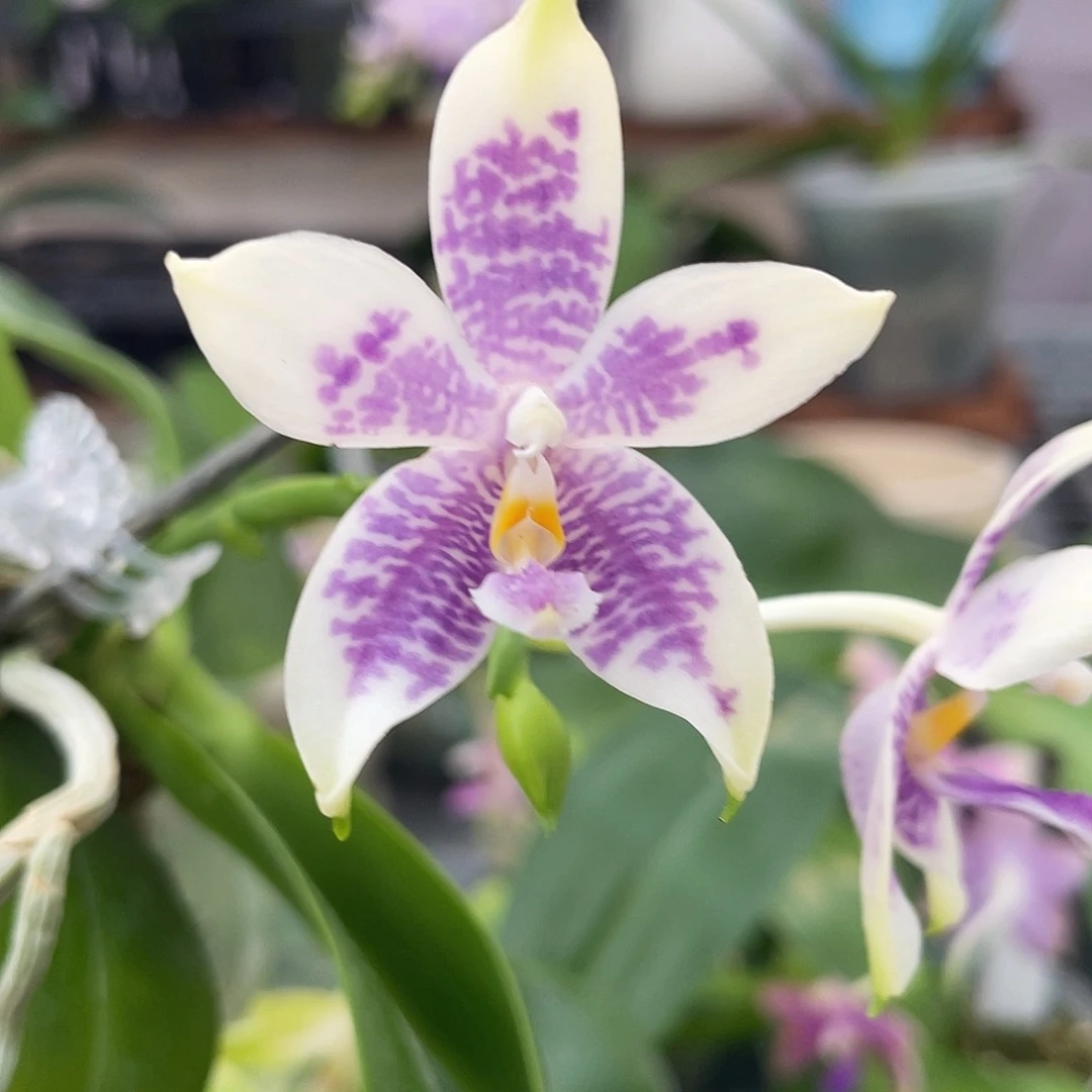 完全开放23叶瑕花期不保