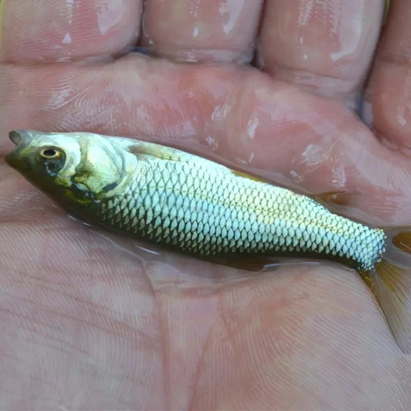 长江草鱼草混子包邮包活