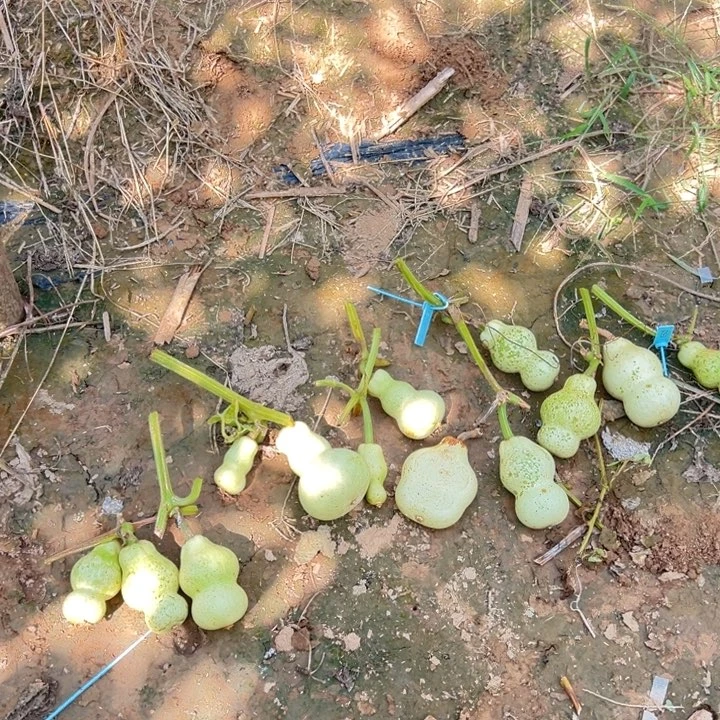 葫芦莲花头粗嘴八宝无售后不包成
