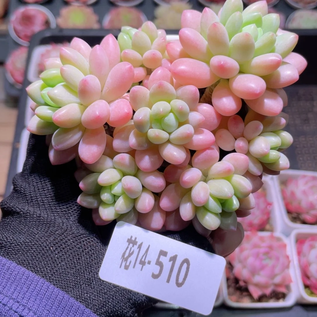 花利美14-510洛可可