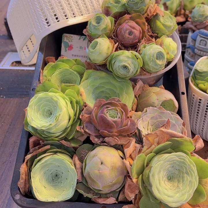 无花朵十八颗玫瑰➕花篮88