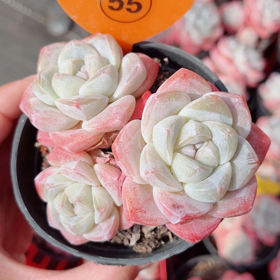 55号小老桩冰玉群
