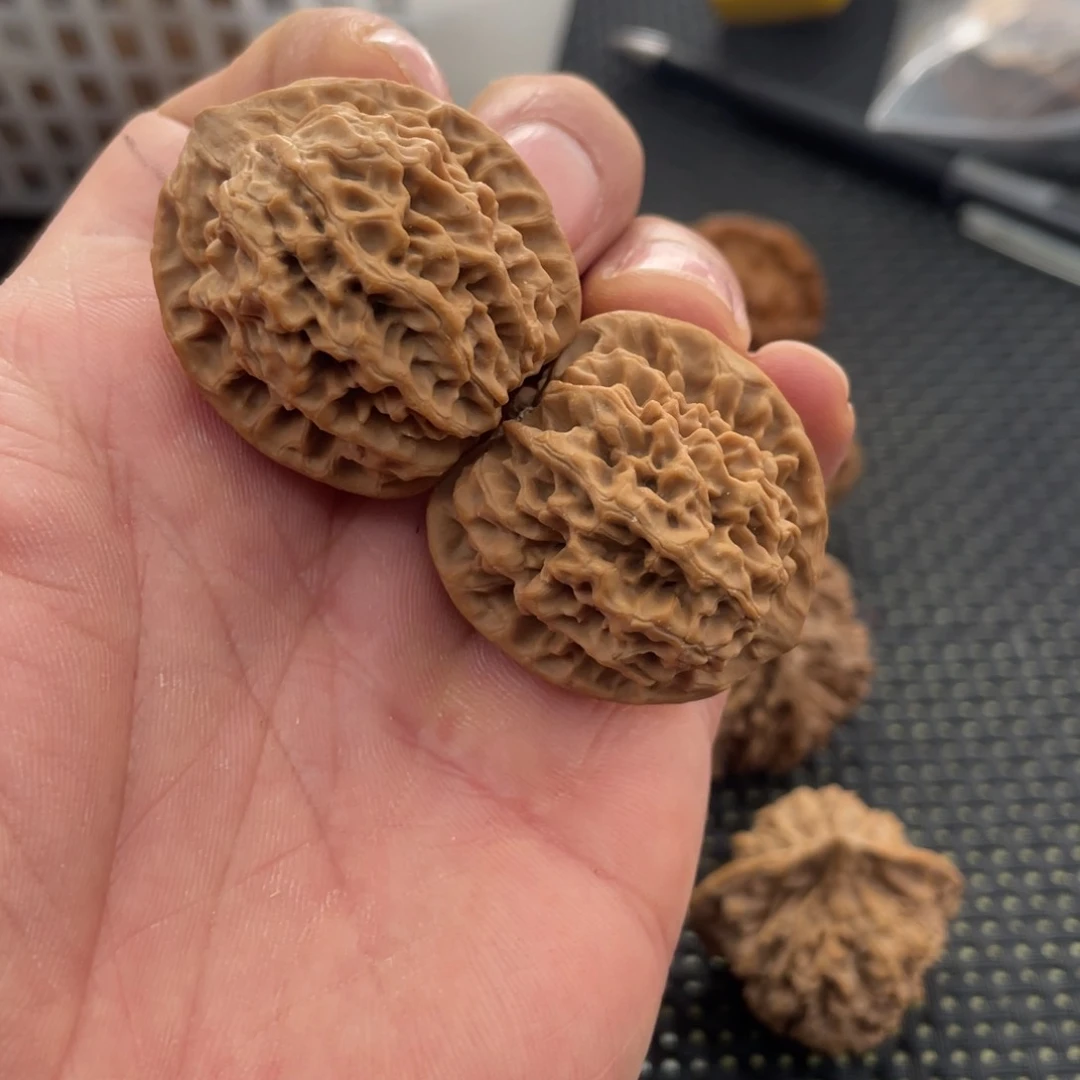 秦岭的小王核桃啊啊啊