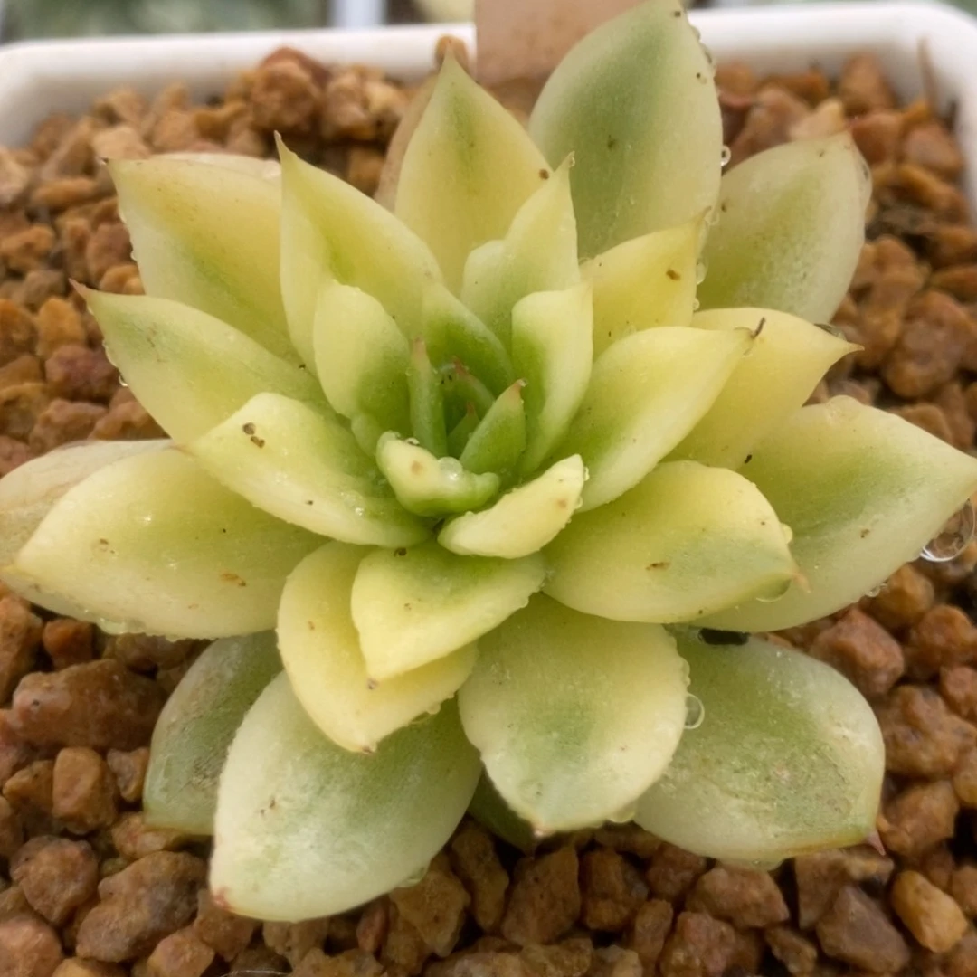 046东云孤品锦锦锦锦锦