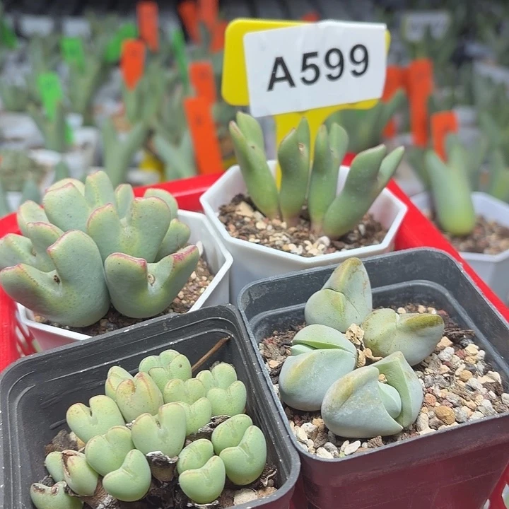 小***子599mmmmmmmmnnnnnnnnn