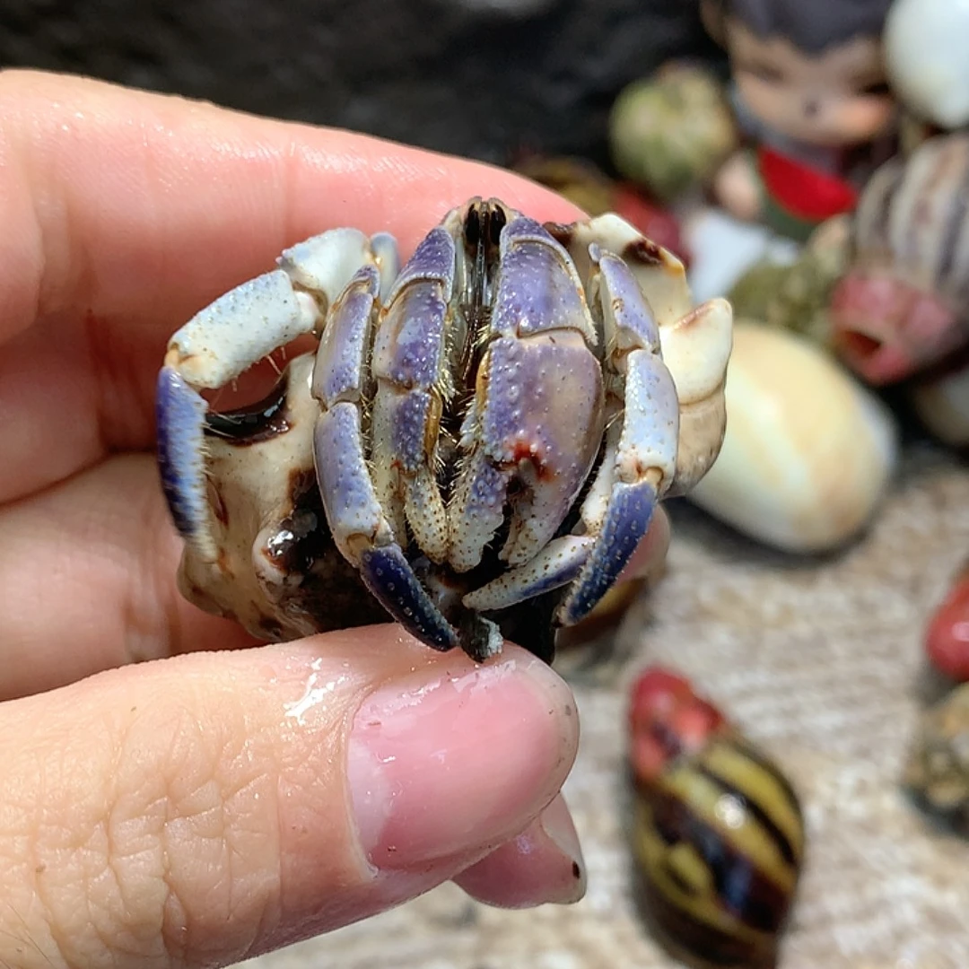 2.2口径奔跑的寄居蟹17号