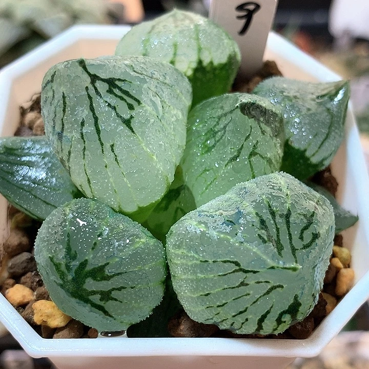 9号大窗杨贵妃带盆土