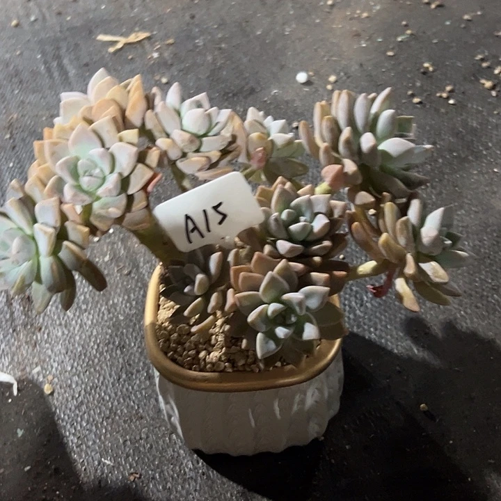 A15淡雪带缀一物一拍