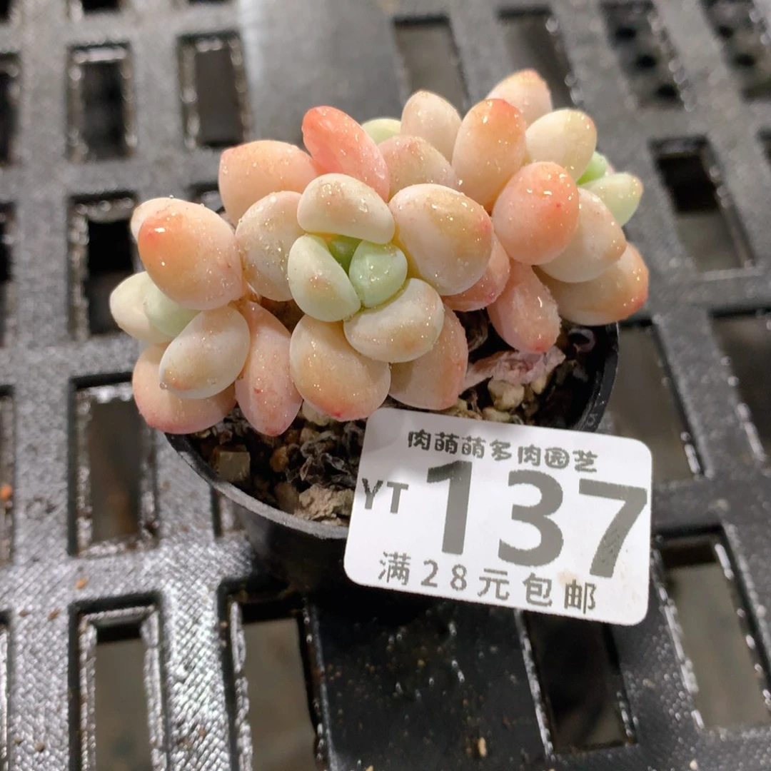 肉萌萌拇指盆精控多肉YT137