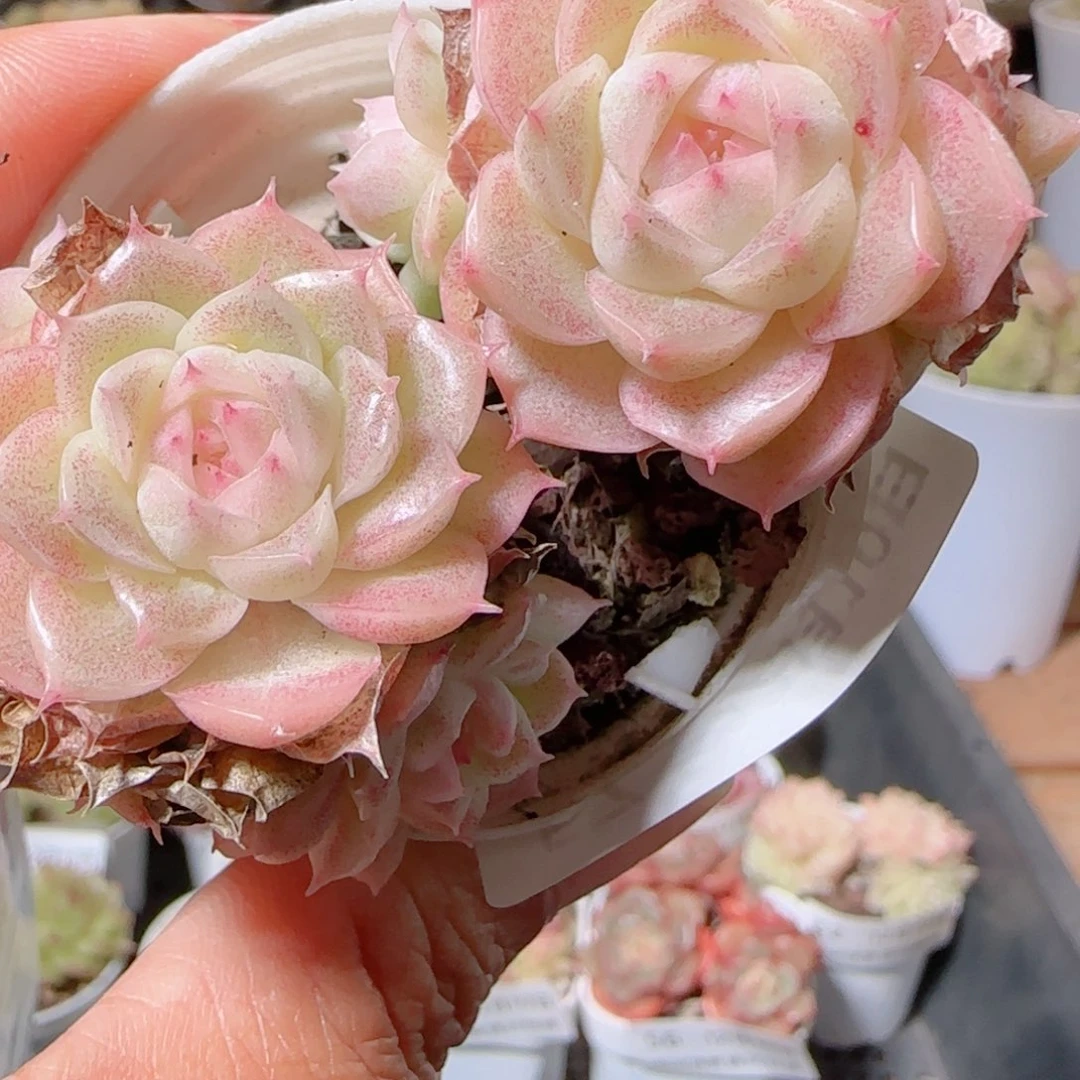 花语多肉1210-57散