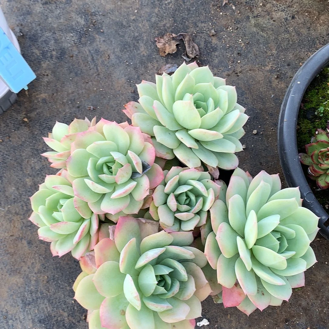 恋曲多肉一物一拍