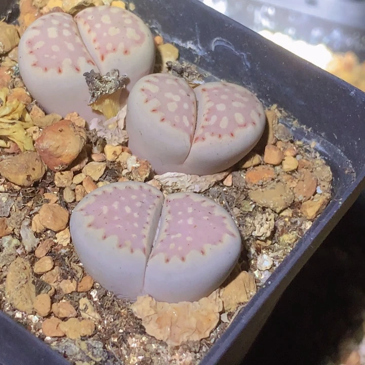 589999099968888969699