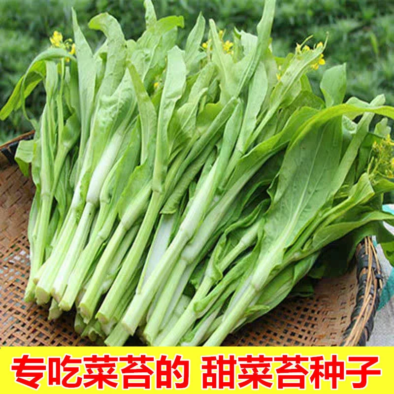 【满五包包邮】甜脆白菜苔种子极早熟菜心侧苔多生长快易种