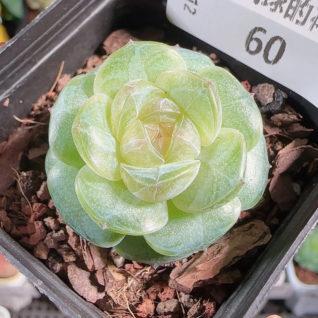 1012--60若画一物一拍