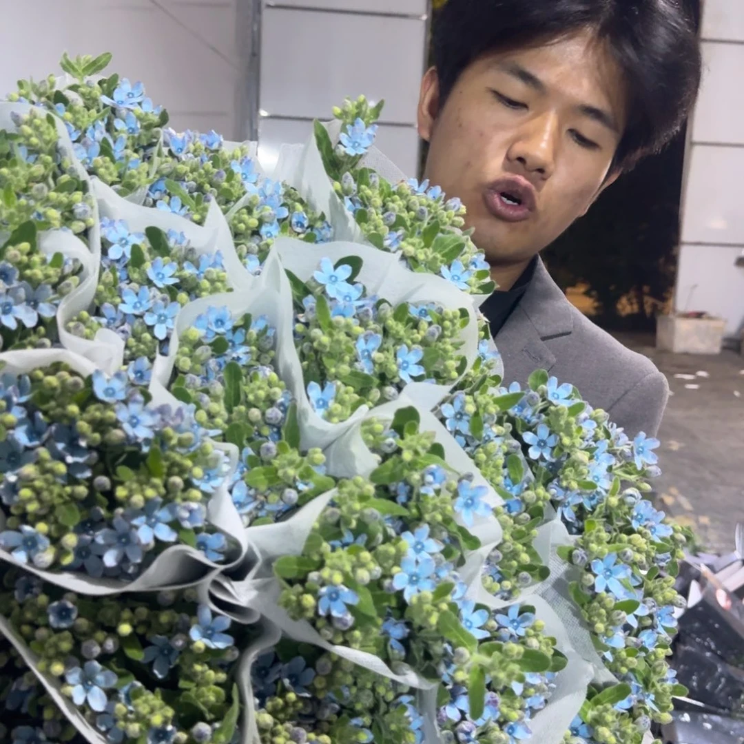 蓝星花5扎包邮价轻微上点