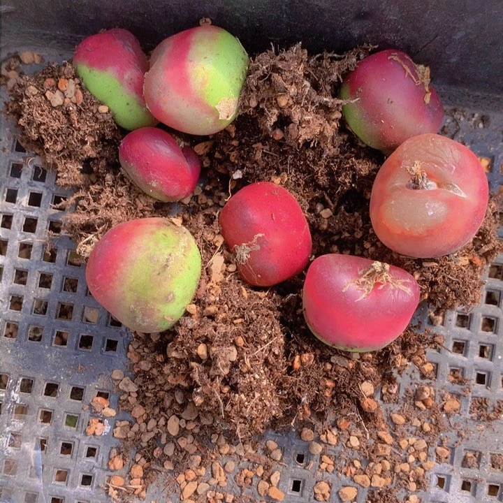 1489996666866号咯来咯