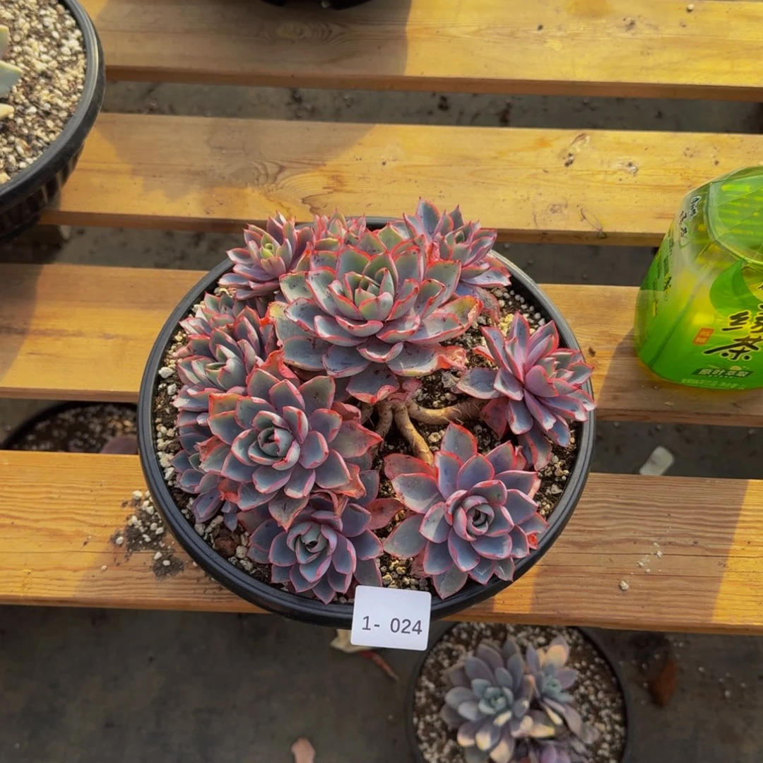 @****痕1-024赫拉福利价不包损