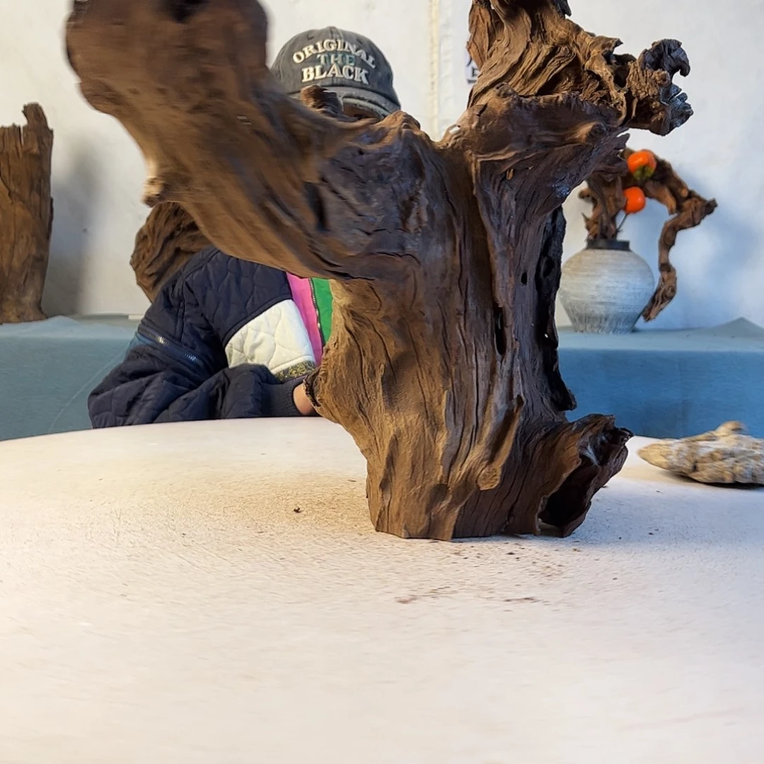 沉木造景寄居蟹造景