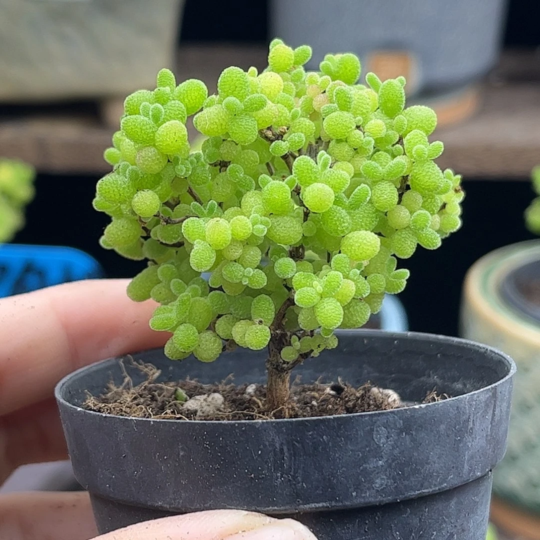 22蜜桔糖球优选枝干番杏