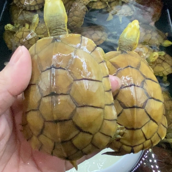 母绿毛龟22222222222