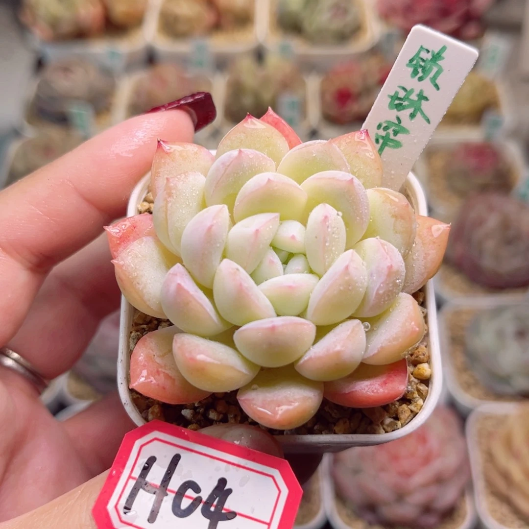 H04一物一拍 锁珠帘