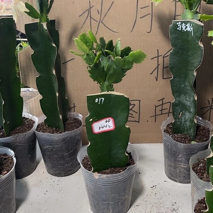 一***间当前无花朵，栽培后可花朵017