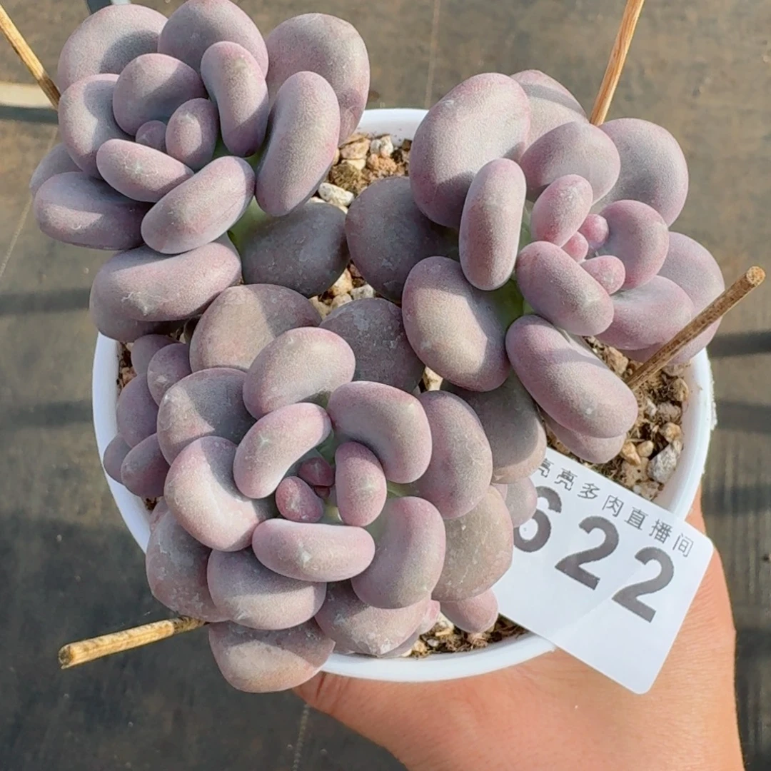 奶酪      愿你一路坦途，乘风破浪展宏图