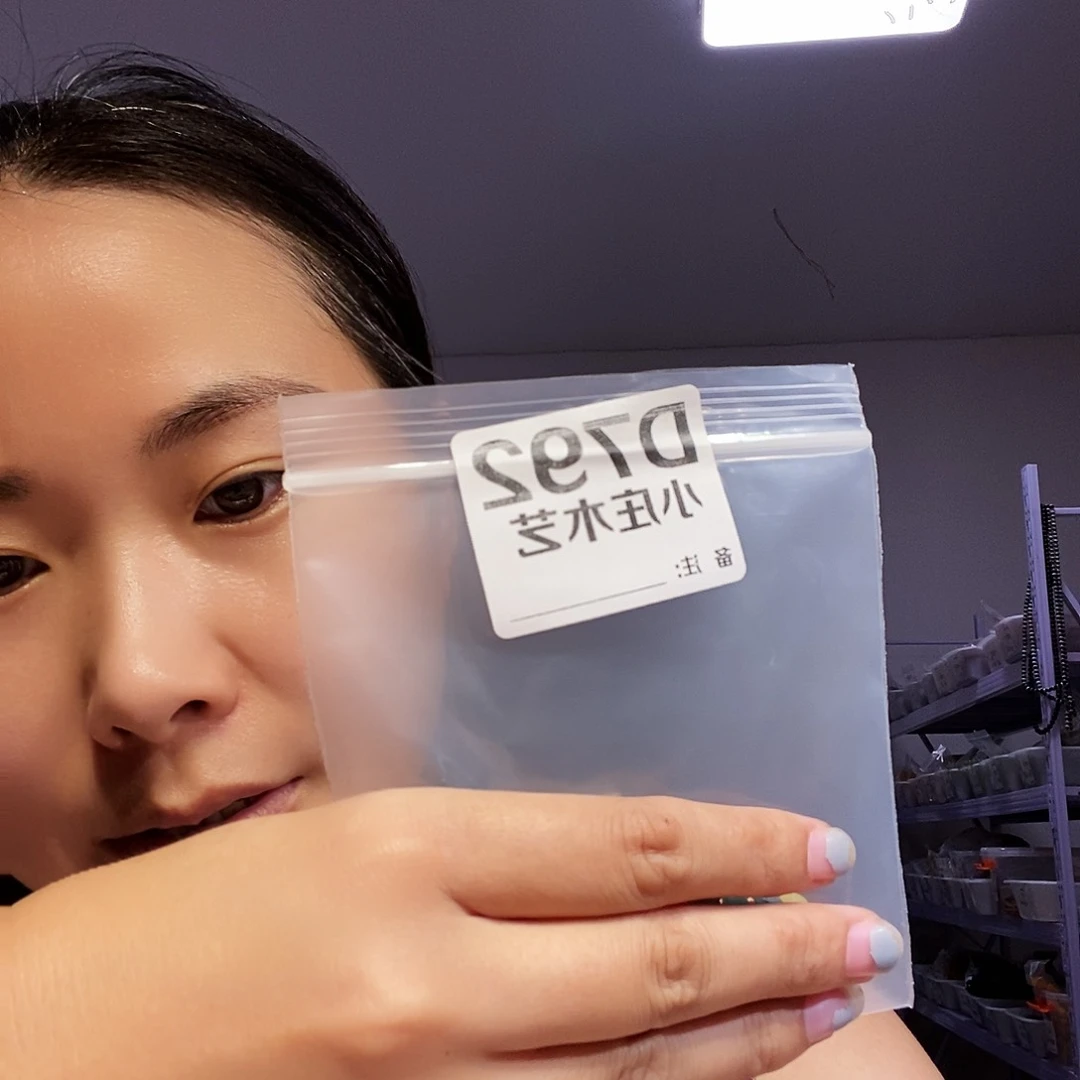 【闪购商品】黑檀木，风车木792