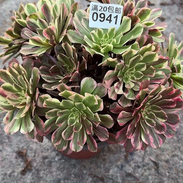 0941同花顺，多肉植物