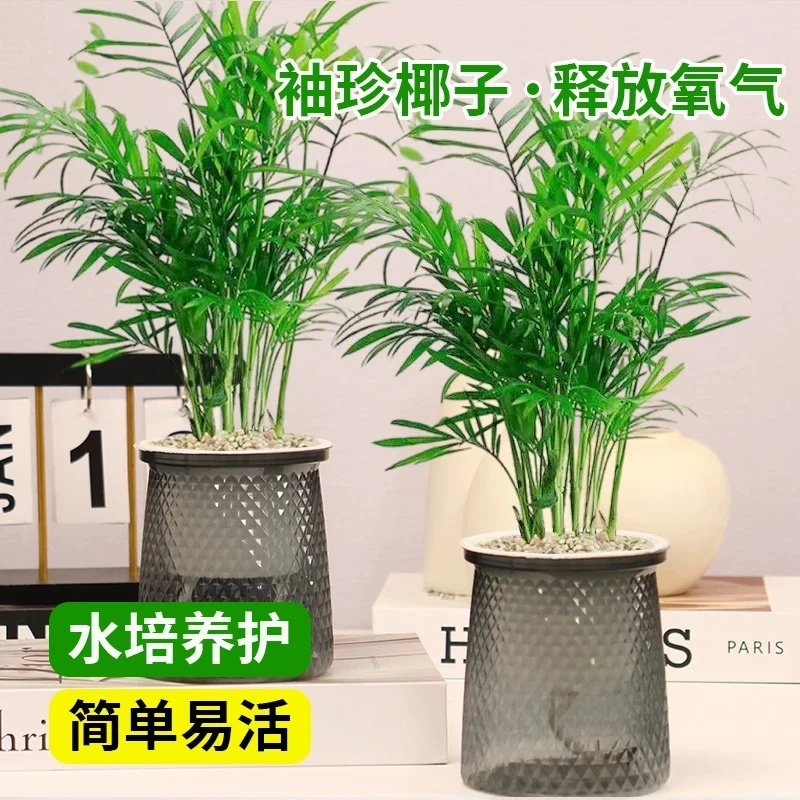 袖珍椰子水培绿植室内盆栽富贵椰子观叶植物四季常青