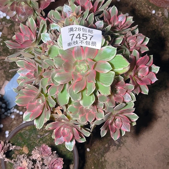 7457浣纱多肉植物