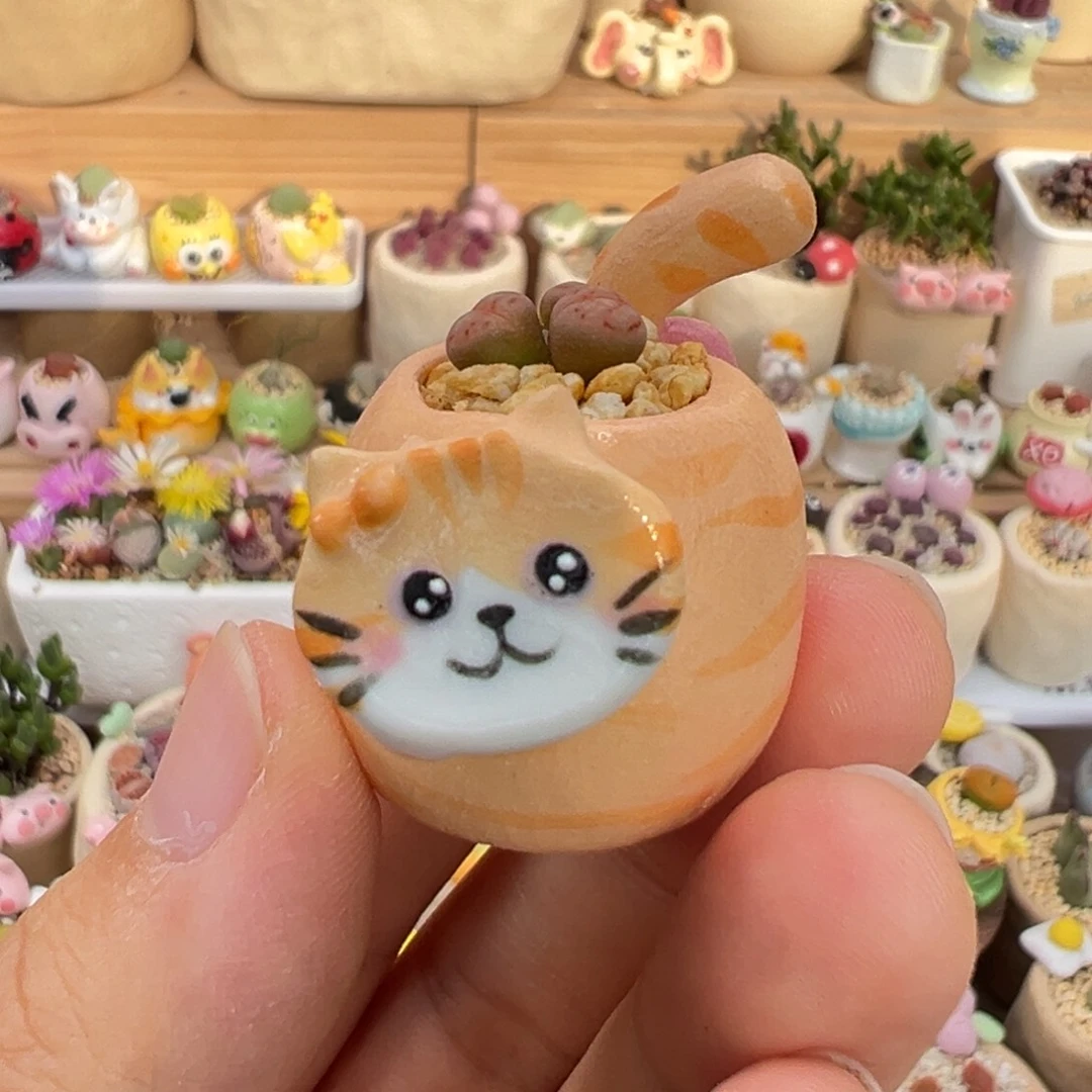 多肉植物13号拇指盆