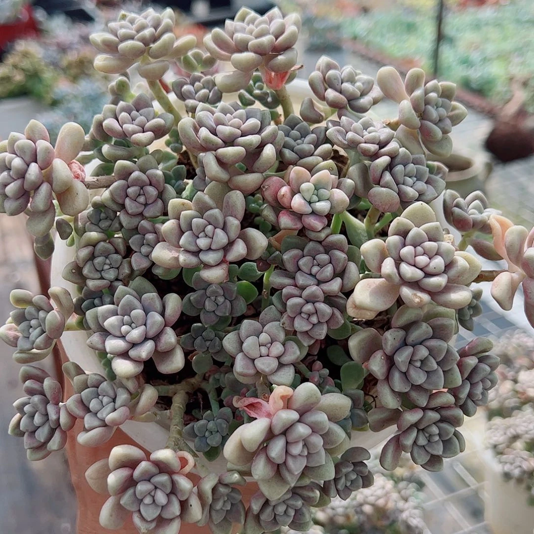 丸叶姬秋丽整装带盆土精品