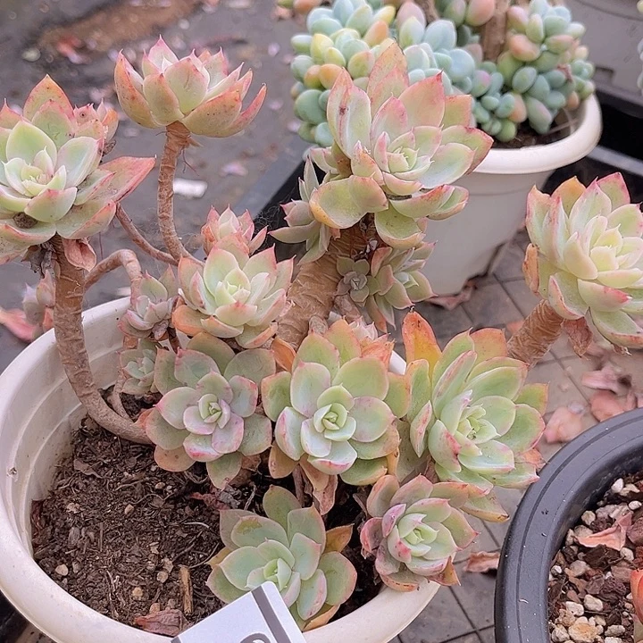 丝绸2159多肉植物