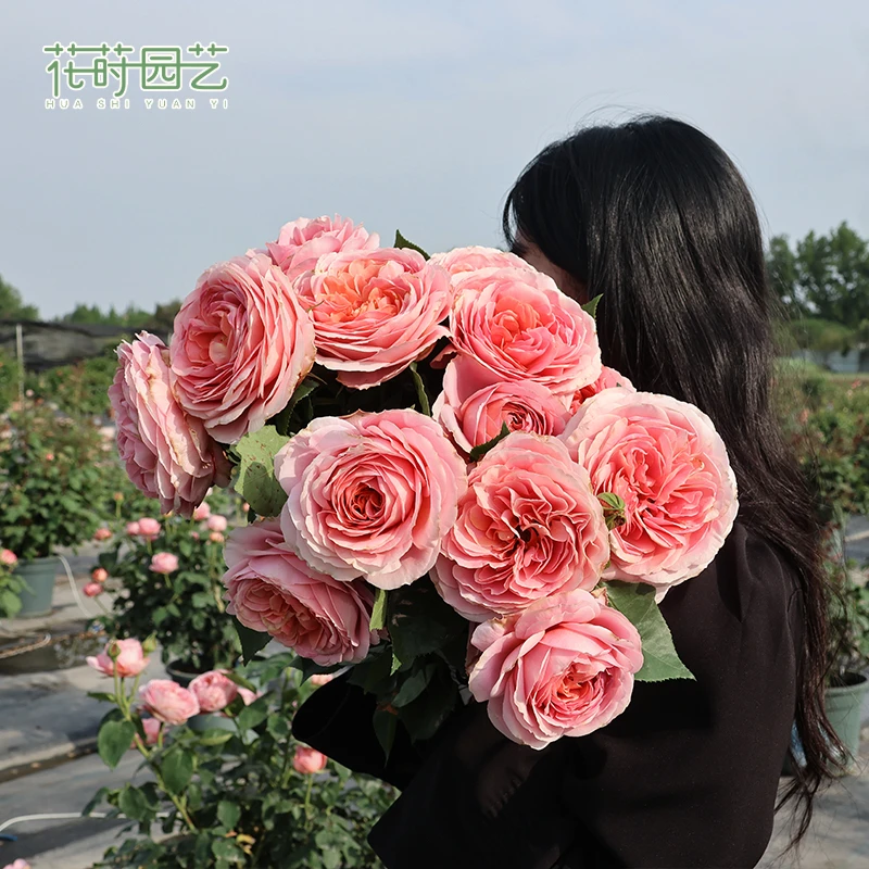 花莳家花莳园艺  2加仑扦插【浪漫古董】 大花月季多季开