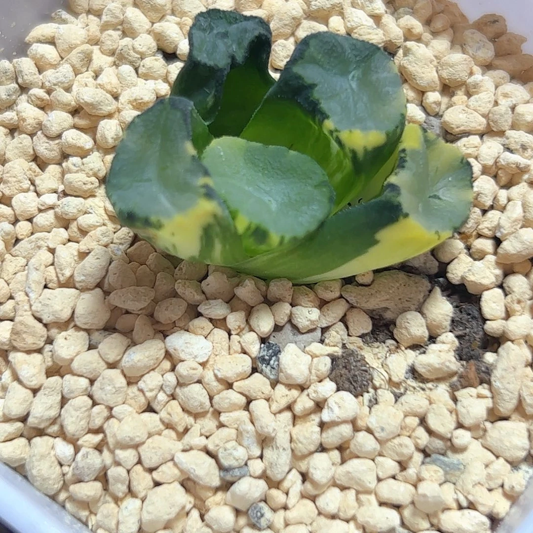 欧若拉锦十二卷多肉植物