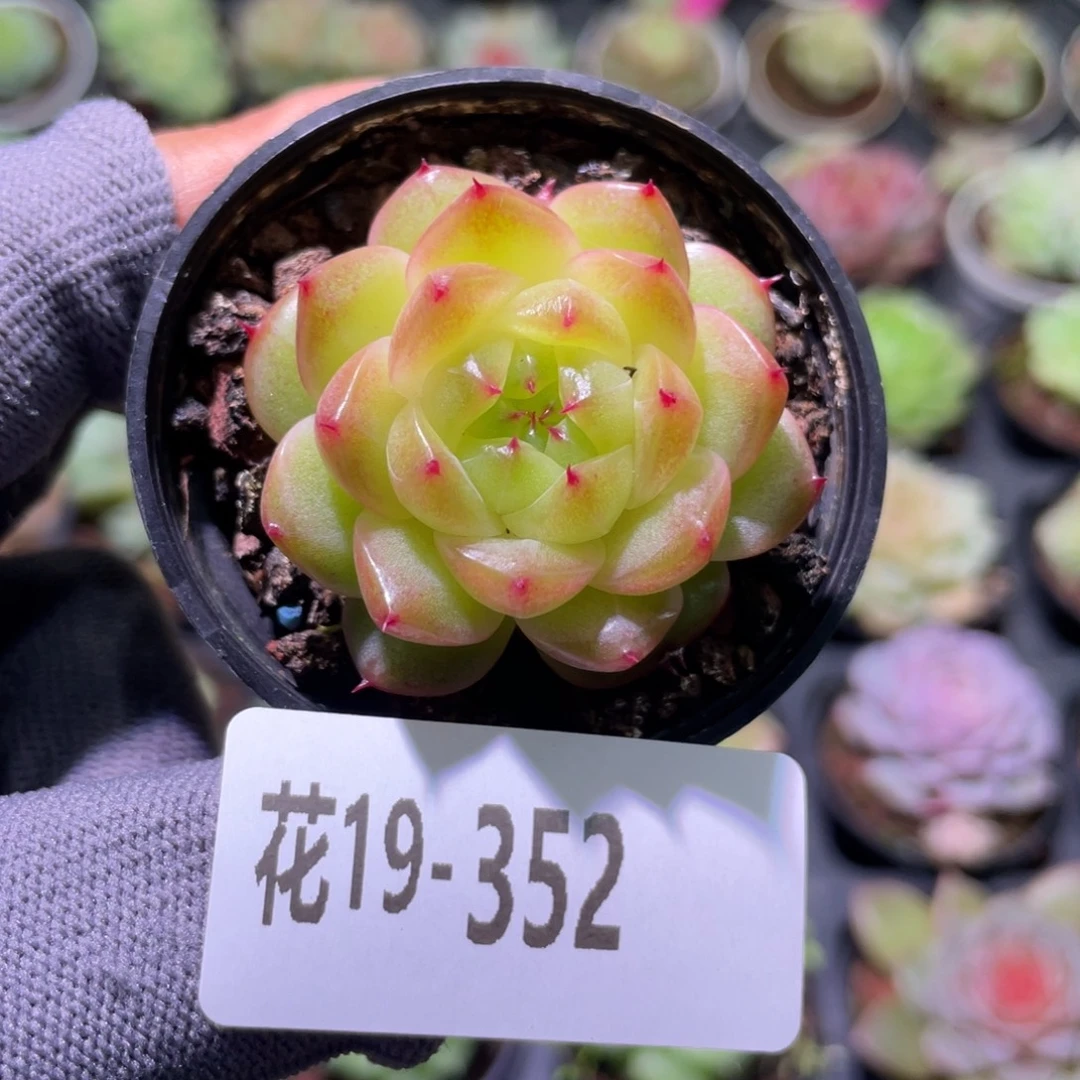 花利美19-352海王