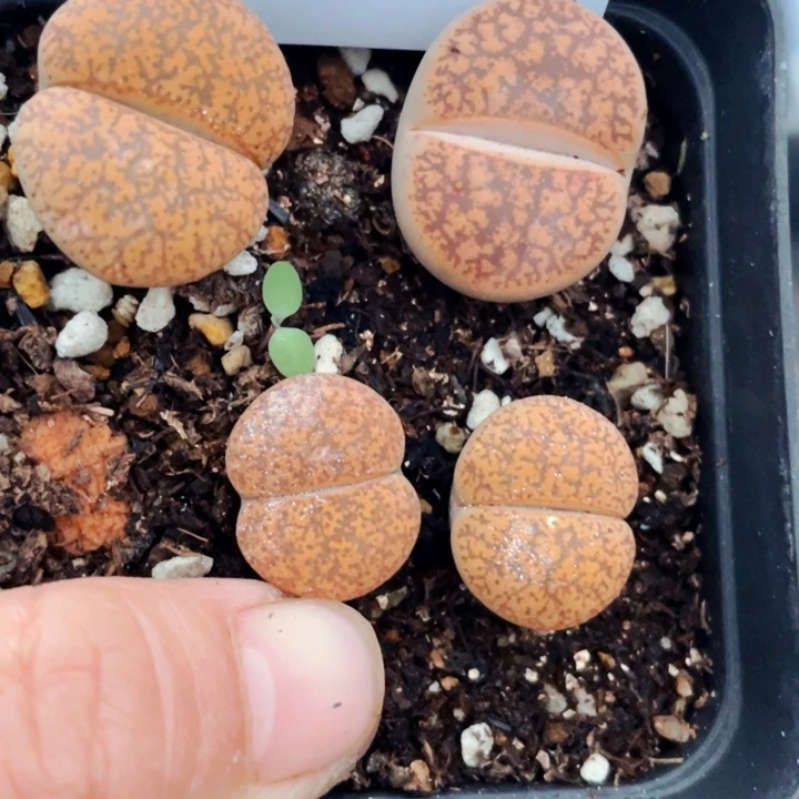 620一箭之遥带盆llllll