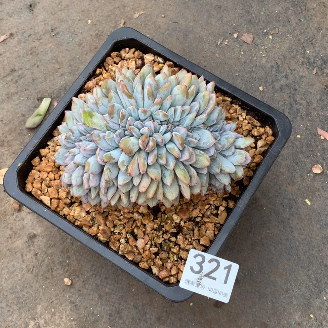 ****࿐321橙子缀化多肉植物