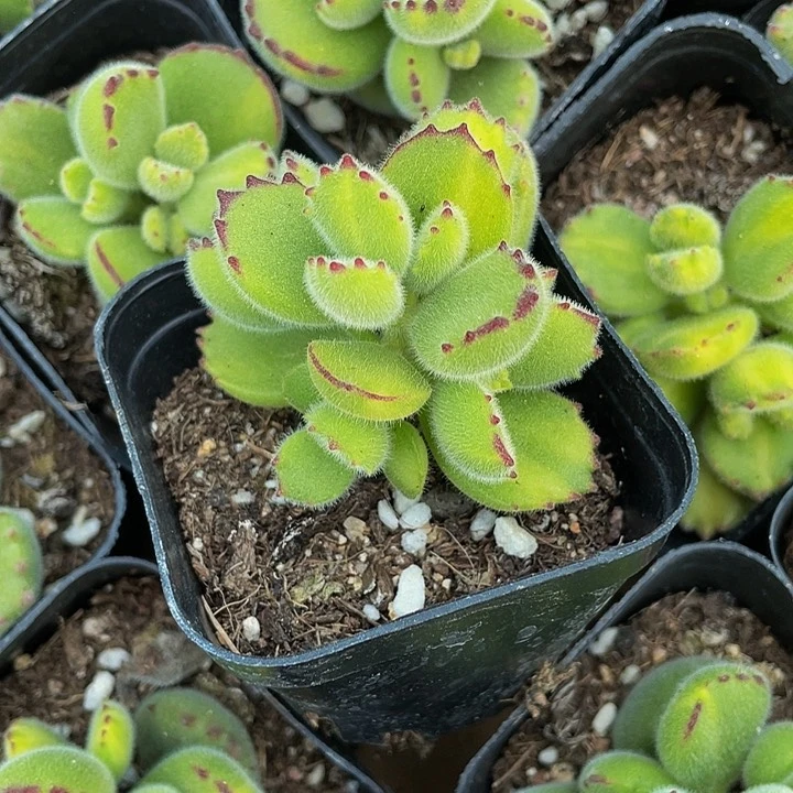 黄熊3.8带盆土发