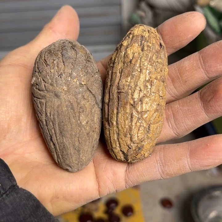 魅***7吊坠千眼菩提千眼菩提 135 号。