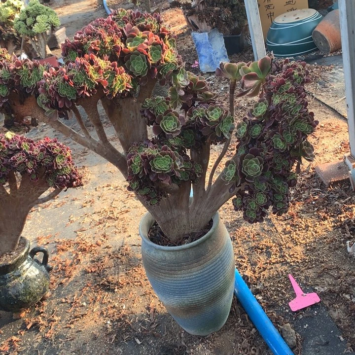 欧嘉莉朵朵脱土发货啊