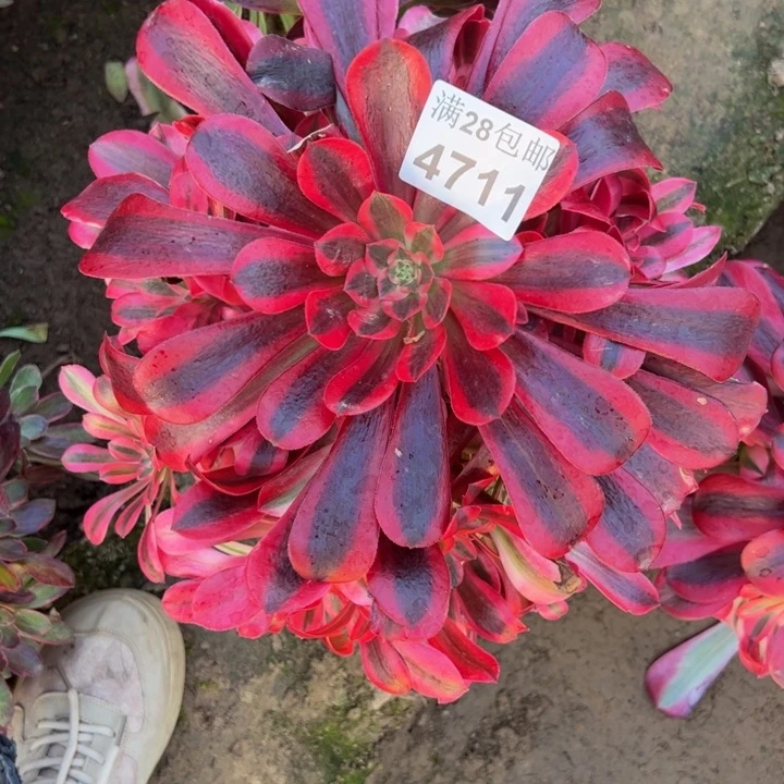 4711南美杜莎多肉植物