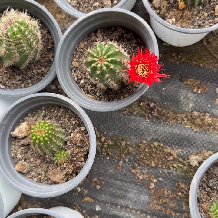 矮胖白檀1182单颗带跟